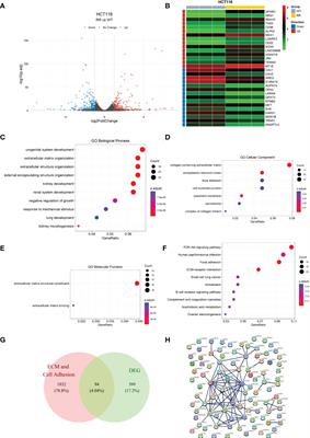 Prognostic risk analysis related to radioresistance genes in colorectal cancer